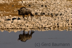 Gnu