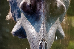 Hippo