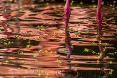 Think Pink