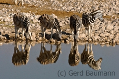 Zebras