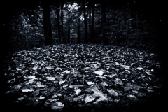 Waldlandschaft (c) Peter Taubert