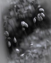 (c) Renate Romanus