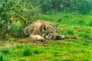 Europäischer Wolf (c) Sylvia Goedke-Baumann