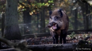 Wildschwein (c) Kai Padberg