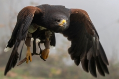 Wüstenbussard (c) Hans Peter Eckstein