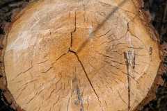 Totholz (c) Detlef Buxmann