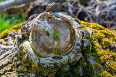 Totholz (c) Detlef Buxmann