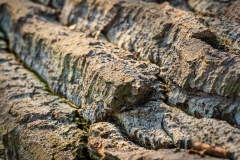 Totholz (c) Detlef Buxmann