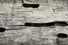 Totholz (c) Detlef Buxmann