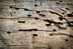 Totholz (c) Detlef Buxmann