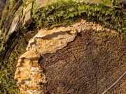 Eine Reihige Tramete frontal an einem bemoosten Baumstumpf (c) Hans Peter Eckstein