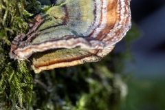 Eine Schmetterlings-Tramete in der Seitenansicht an einem bemoosten Baumstumpf (c) Hans Peter Eckstein