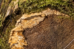 Eine Reihige Tramete frontal an einem bemoosten Baumstumpf (c) Hans Peter Eckstein