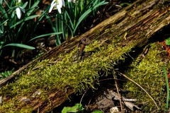 Totholz (c) Peter Taubert