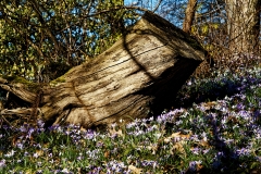 Totholz (c) Peter Taubert