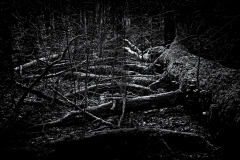 Totholz (c) Peter Taubert