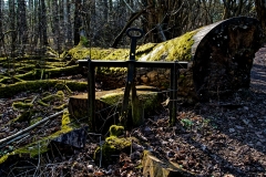 Totholz (c) Peter Taubert