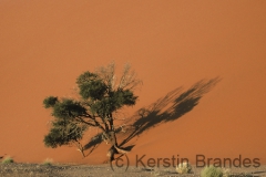 Der Baum