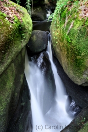 Silberschlund (c) Carolin Ulbricht