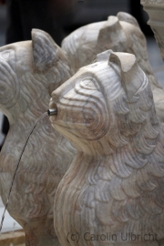 Majestätische Kühle (c) Carolin Ulbricht