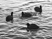 Wasser (c) Annette Ulrich