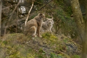 Wildpark Bilstein (c) Gerd Baumann