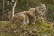 Wildpark Bilstein (c) Gerd Baumann
