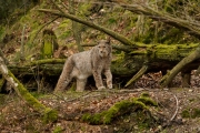 Wildpark Bilstein (c) Gerd Baumann