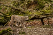 Wildpark Bilstein (c) Gerd Baumann