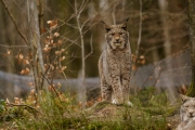Wildpark Bilstein (c) Gerd Baumann