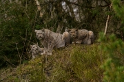 Wildpark Bilstein (c) Gerd Baumann