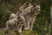 Wildpark Bilstein (c) Gerd Baumann