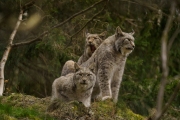 Wildpark Bilstein (c) Gerd Baumann