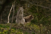 Wildpark Bilstein (c) Gerd Baumann
