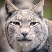 Wildpark Bilstein (c) Hans Peter Eckstein