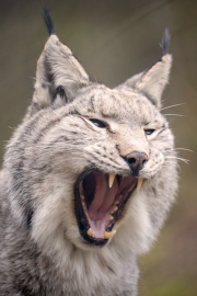 Wildpark Bilstein (c) Hans Peter Eckstein