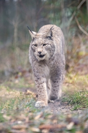 Wildpark Bilstein (c) Hans Peter Eckstein