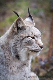 Wildpark Bilstein (c) Astrid Padberg