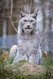 Wildpark Bilstein (c) Astrid Padberg