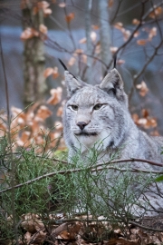Wildpark Bilstein (c) Astrid Padberg