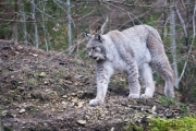 Wildpark Bilstein (c) Astrid Padberg