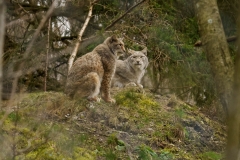 Wildpark Bilstein (c) Gerd Baumann