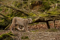 Wildpark Bilstein (c) Gerd Baumann