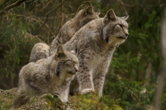 Wildpark Bilstein (c) Gerd Baumann