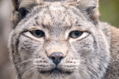 Wildpark Bilstein (c) Hans Peter Eckstein