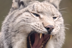 Wildpark Bilstein (c) Hans Peter Eckstein