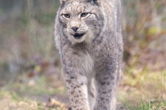 Wildpark Bilstein (c) Hans Peter Eckstein