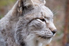 Wildpark Bilstein (c) Astrid Padberg