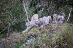 Wildpark Bilstein (c) Astrid Padberg