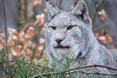 Wildpark Bilstein (c) Astrid Padberg